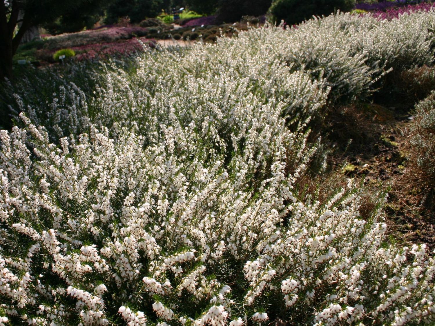 Erica carnea 'Isabell'
